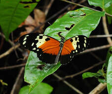 Image of Heliconius hecale melicerta