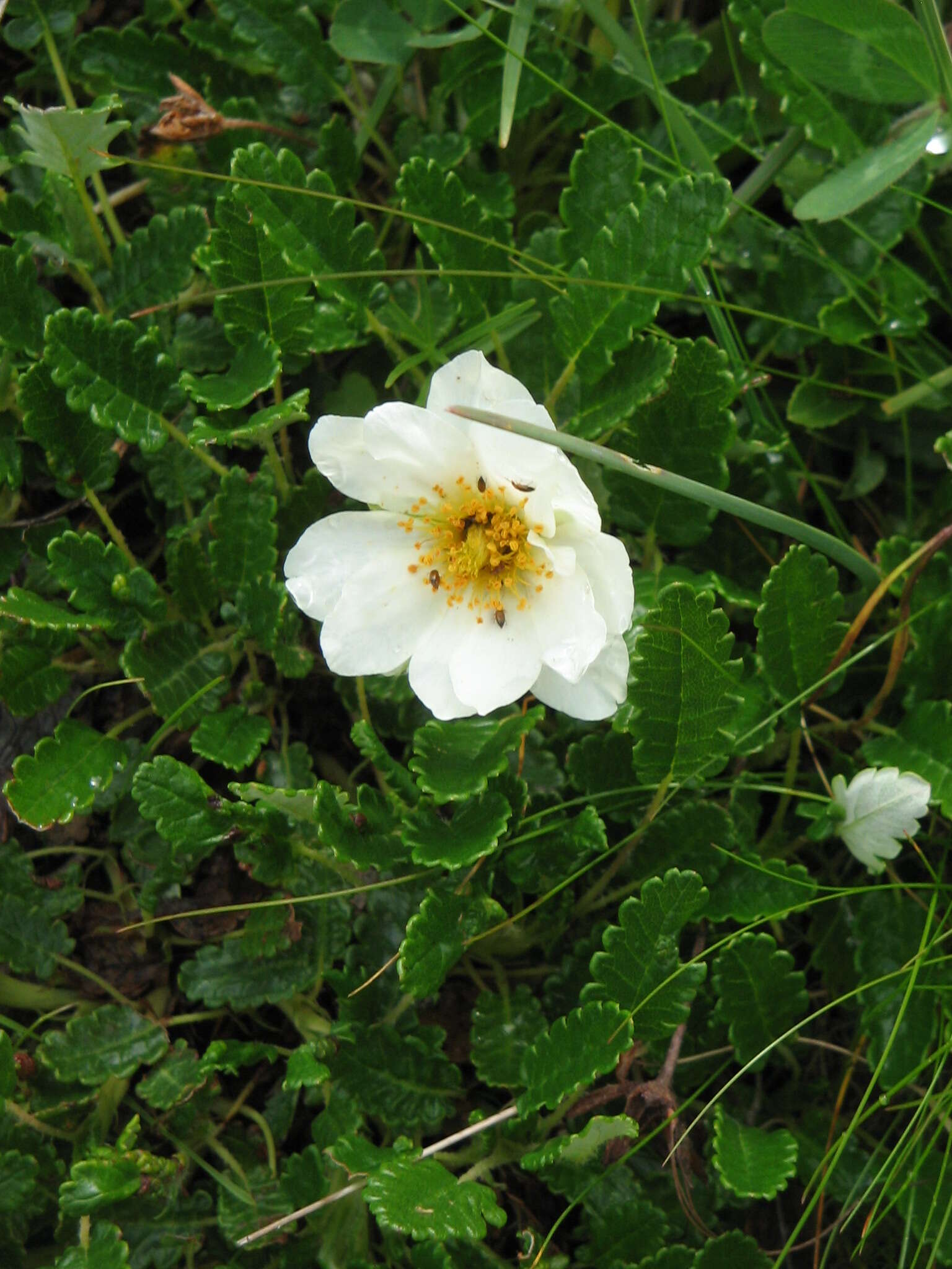 Imagem de Dryas octopetala L.