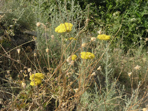 Image of Achillea arabica Kotschy