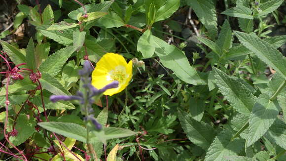 Image of Icelandic poppy