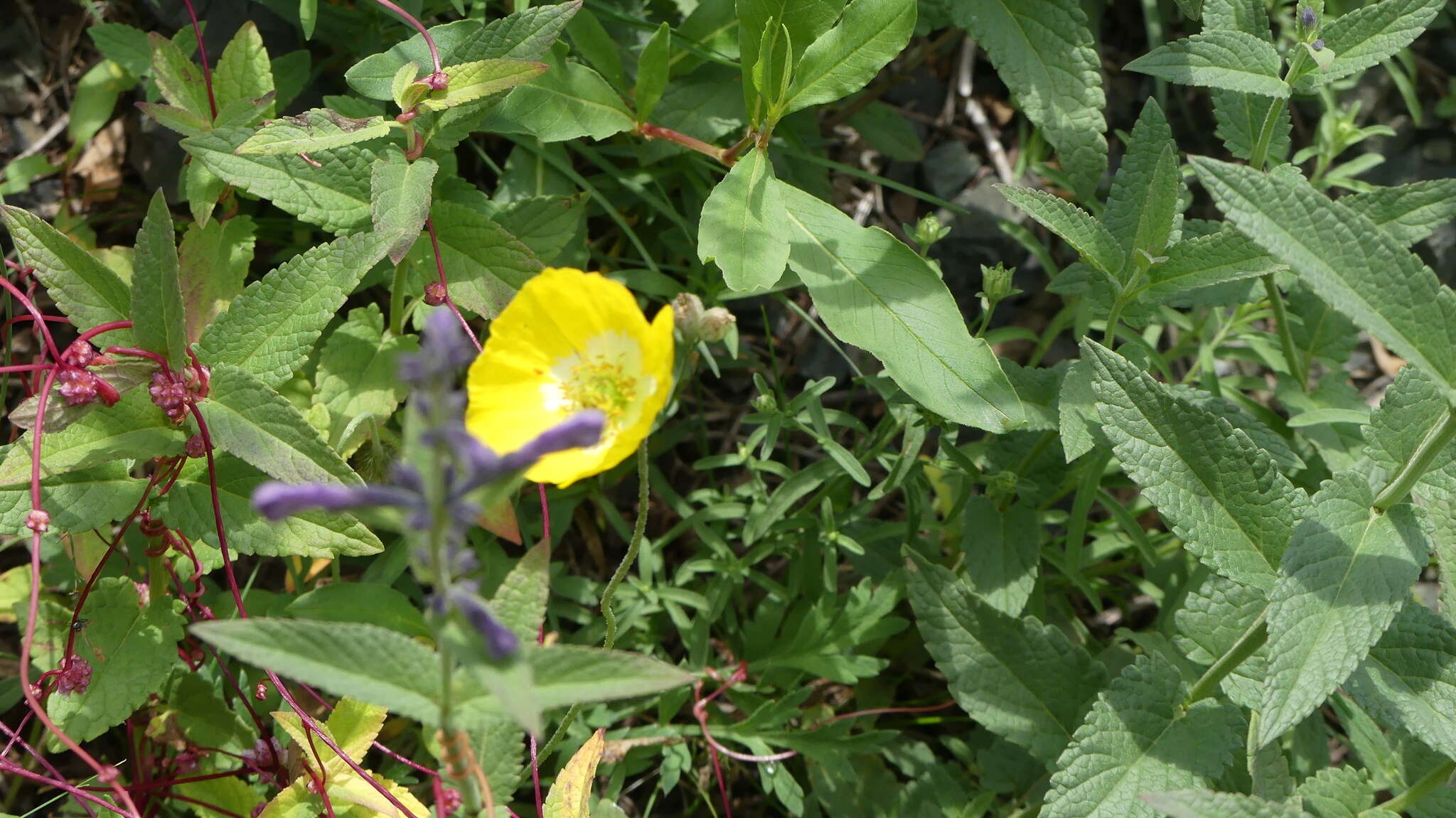 Image of Icelandic poppy