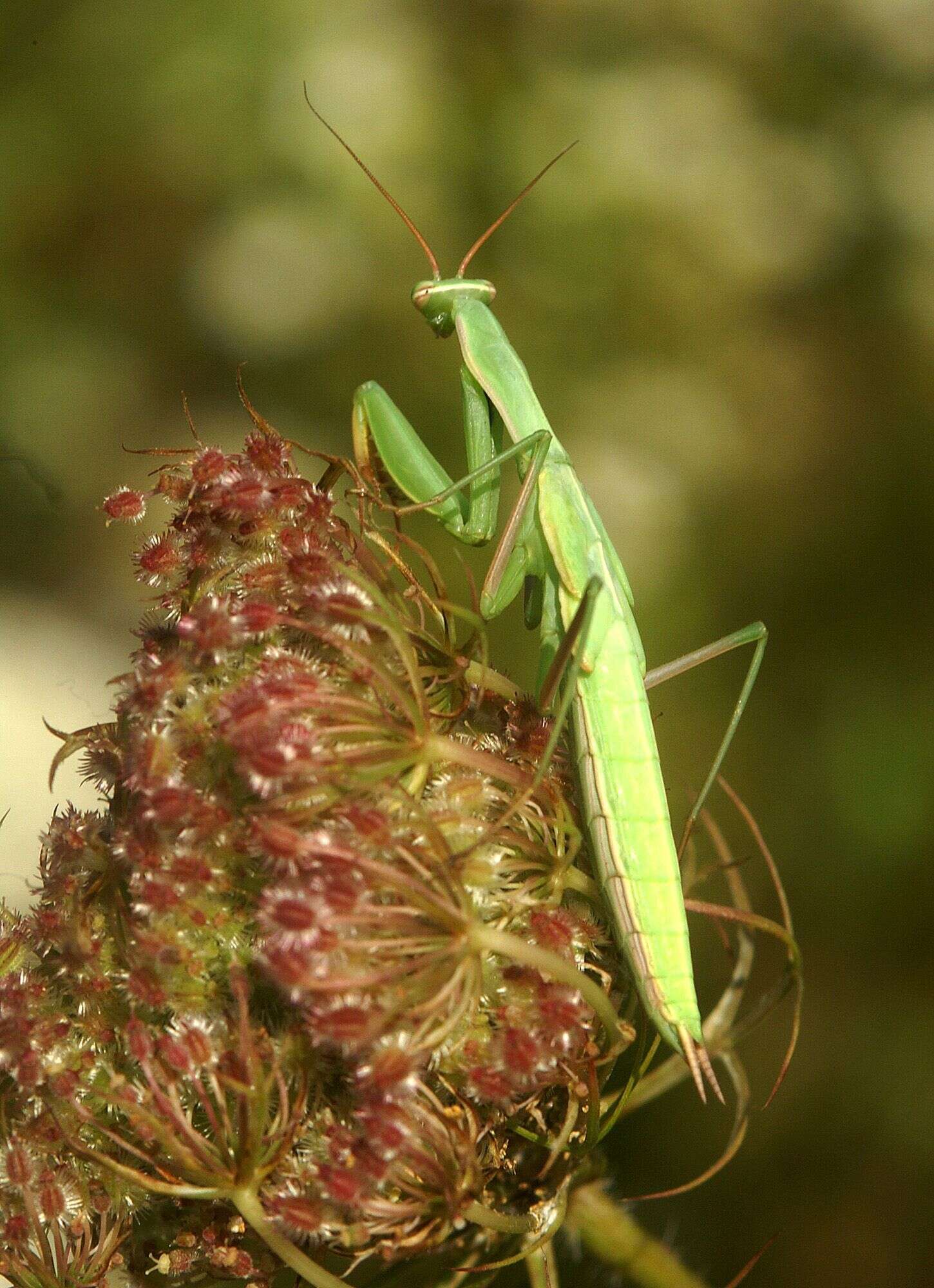 Plancia ëd Mantis