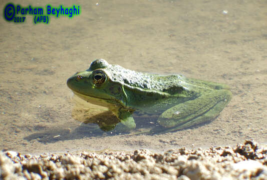 Pelophylax bedriagae (Camerano 1882)的圖片