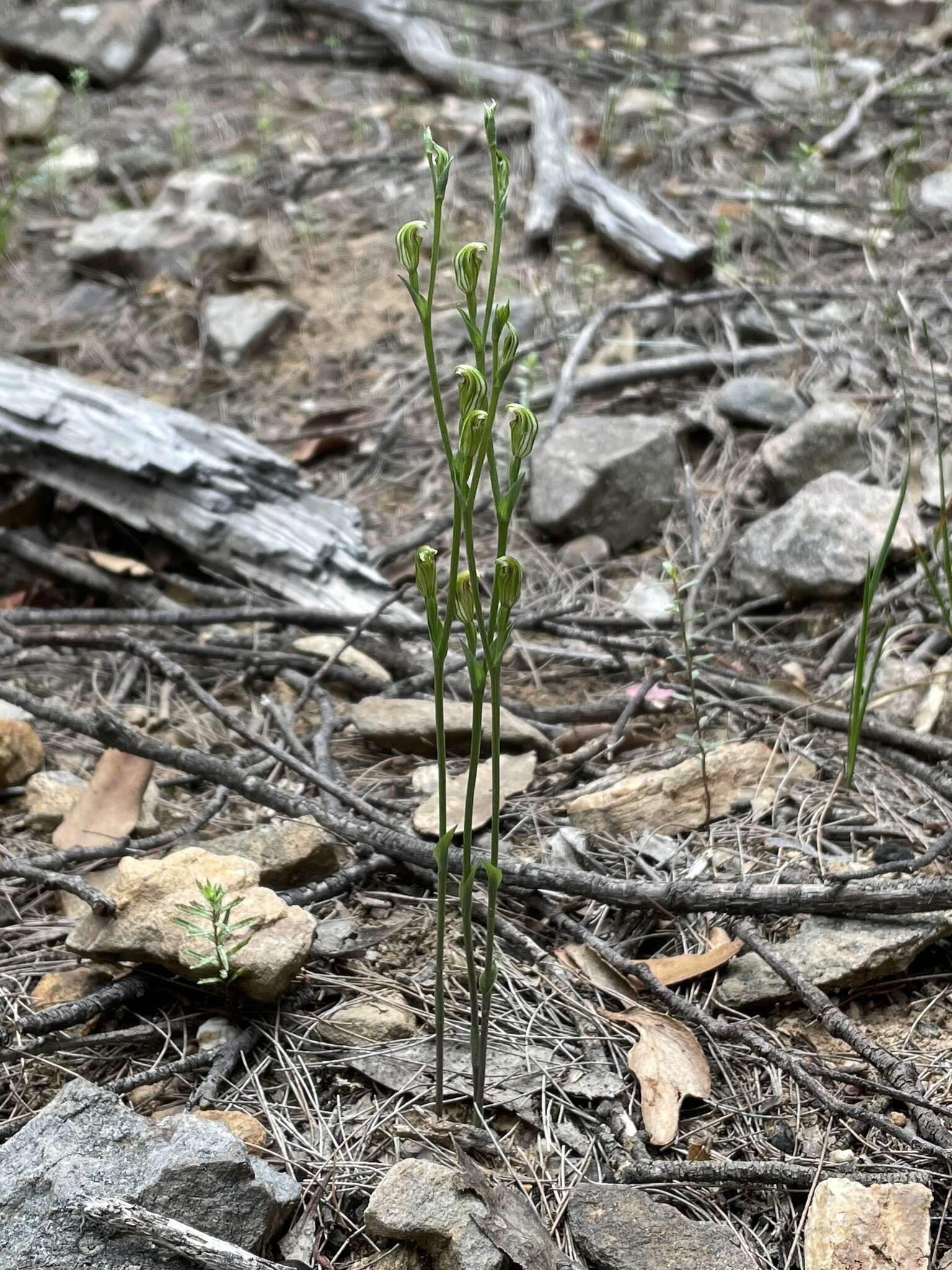 Image of Tiny greenhood