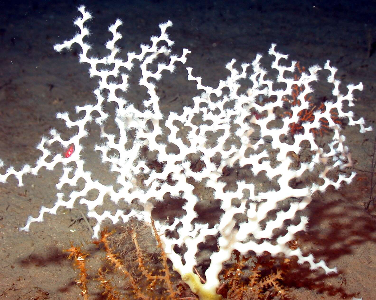 Image of lettuce coral