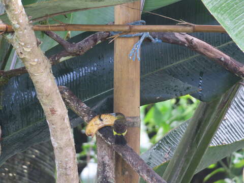 Image of Flame-rumped Tanager