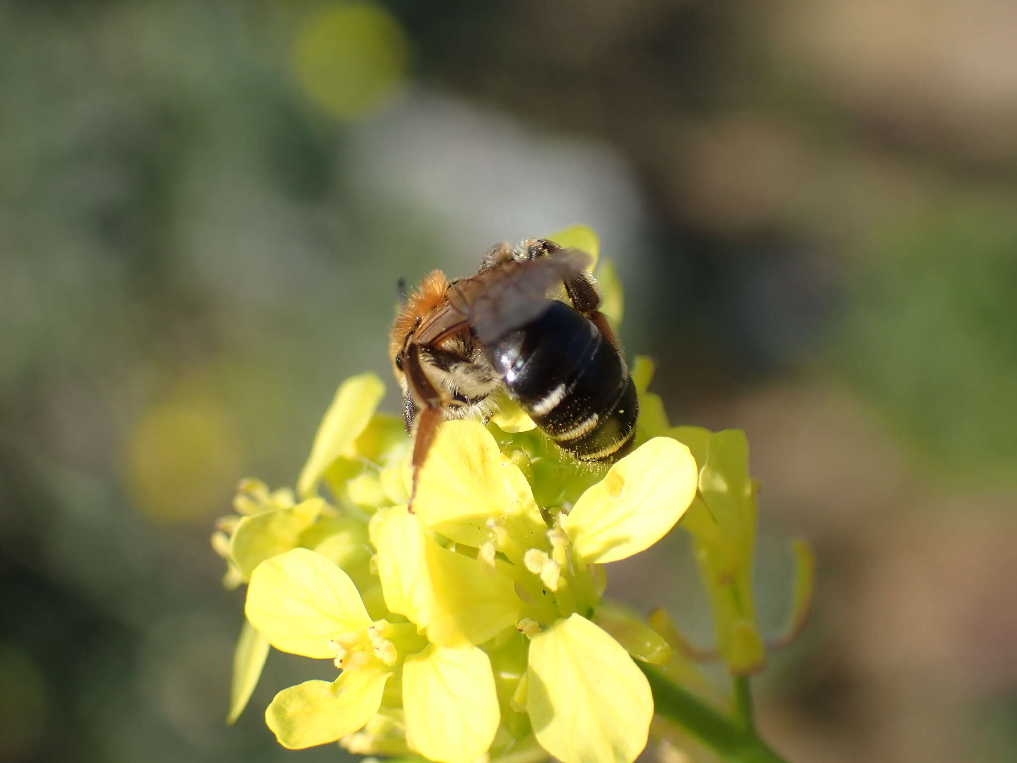 Imagem de Andrena dorsata (Kirby 1802)