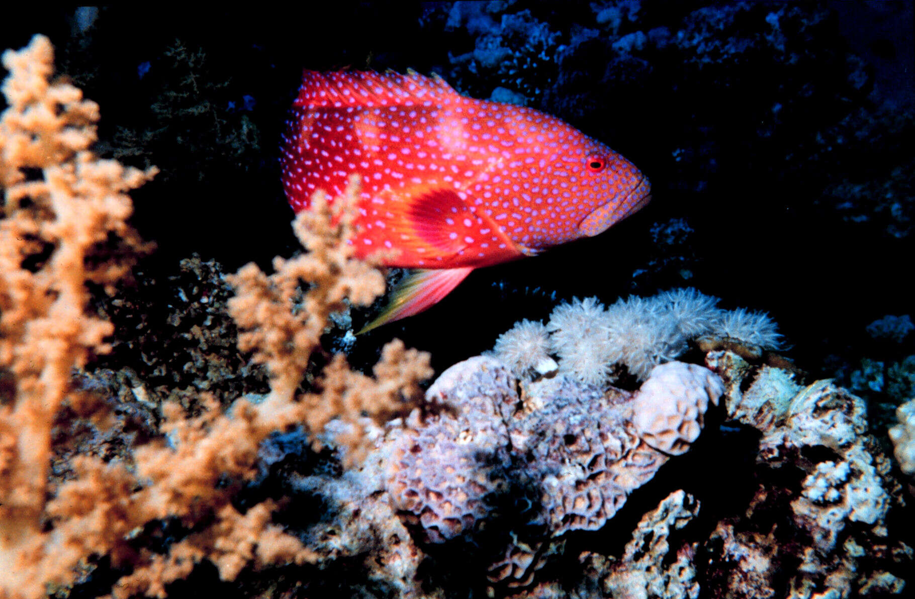 Image of Coral Hind