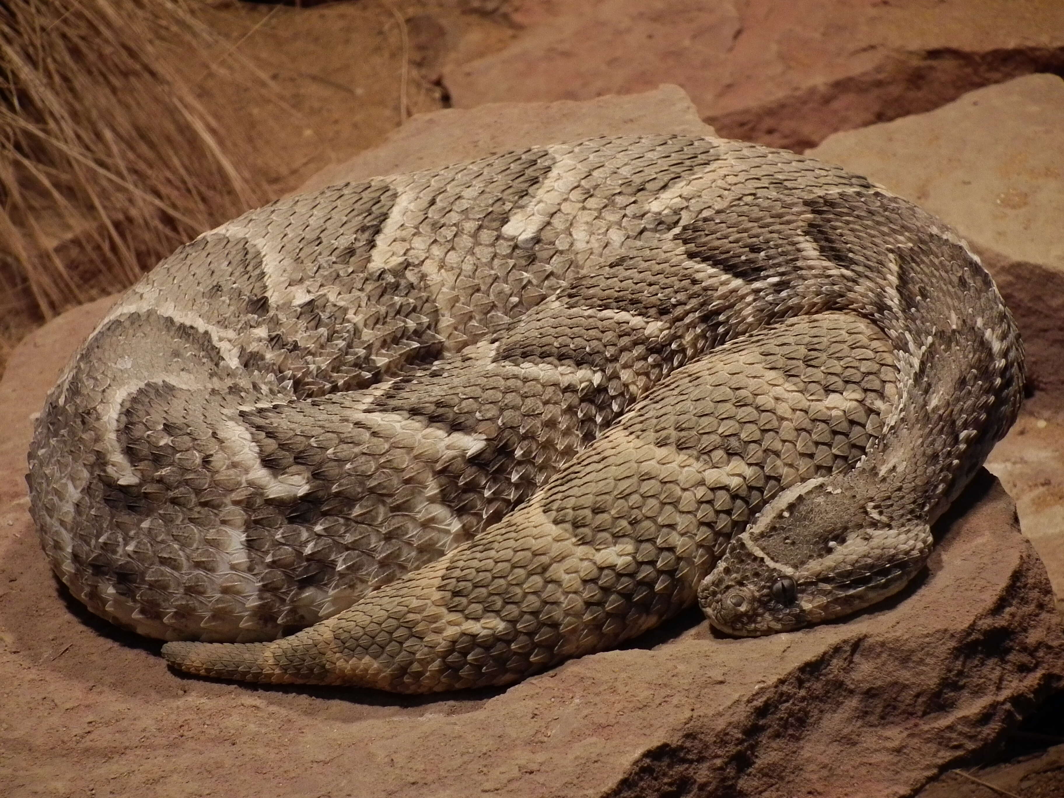 Image of puff adder