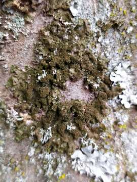 Image of melanelia lichen