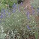 Imagem de Lupinus meionanthus A. Gray