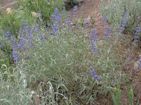 صورة Lupinus meionanthus A. Gray