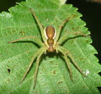 Image of Raft spider