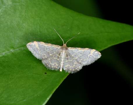 Image de Idaea costiguttata Warren 1896