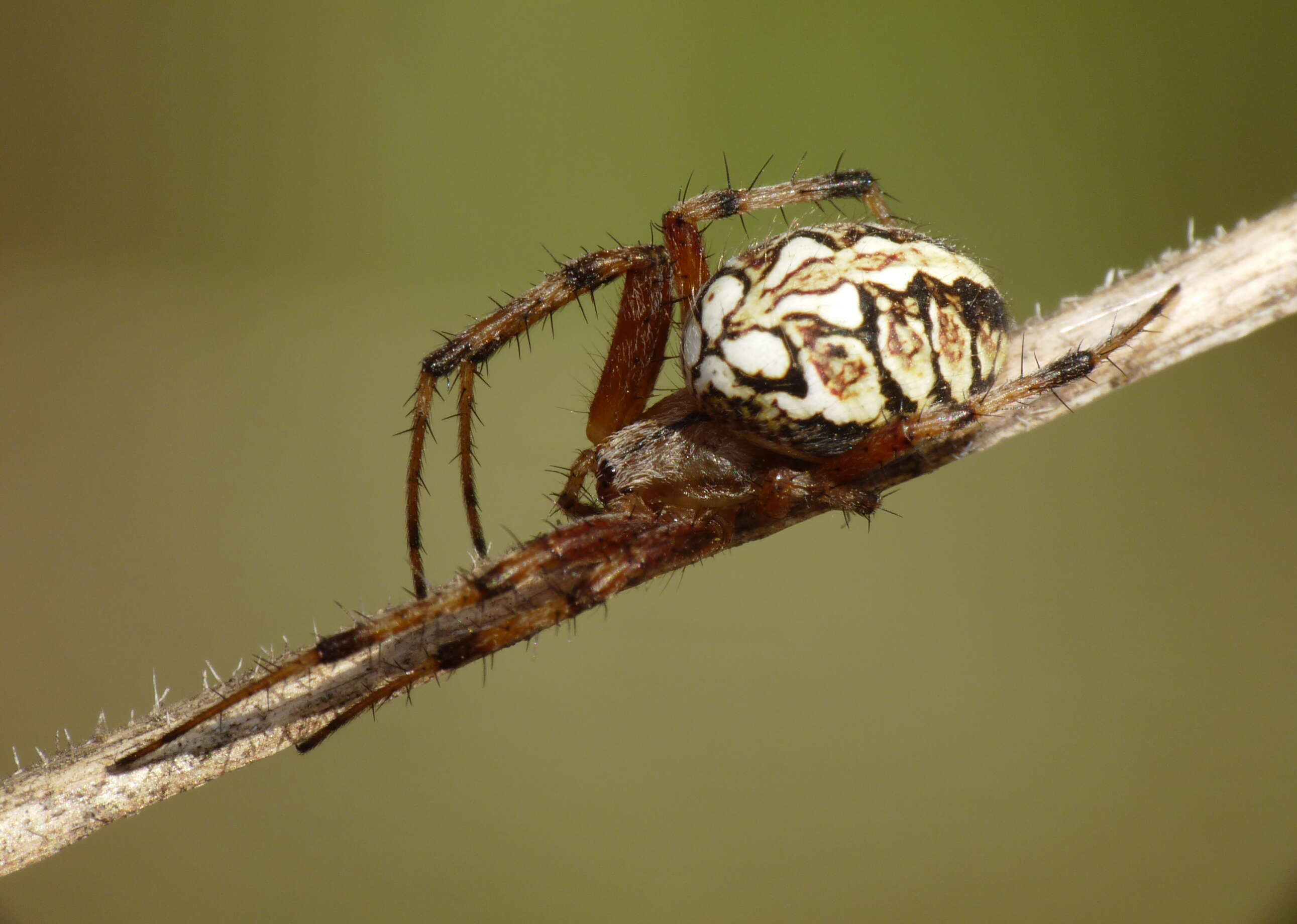 Image of Neoscona adianta (Walckenaer 1802)