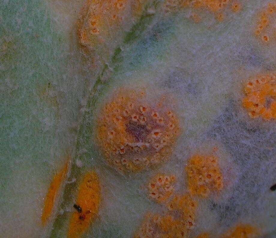 Image de Puccinia poarum Nielsen 1877