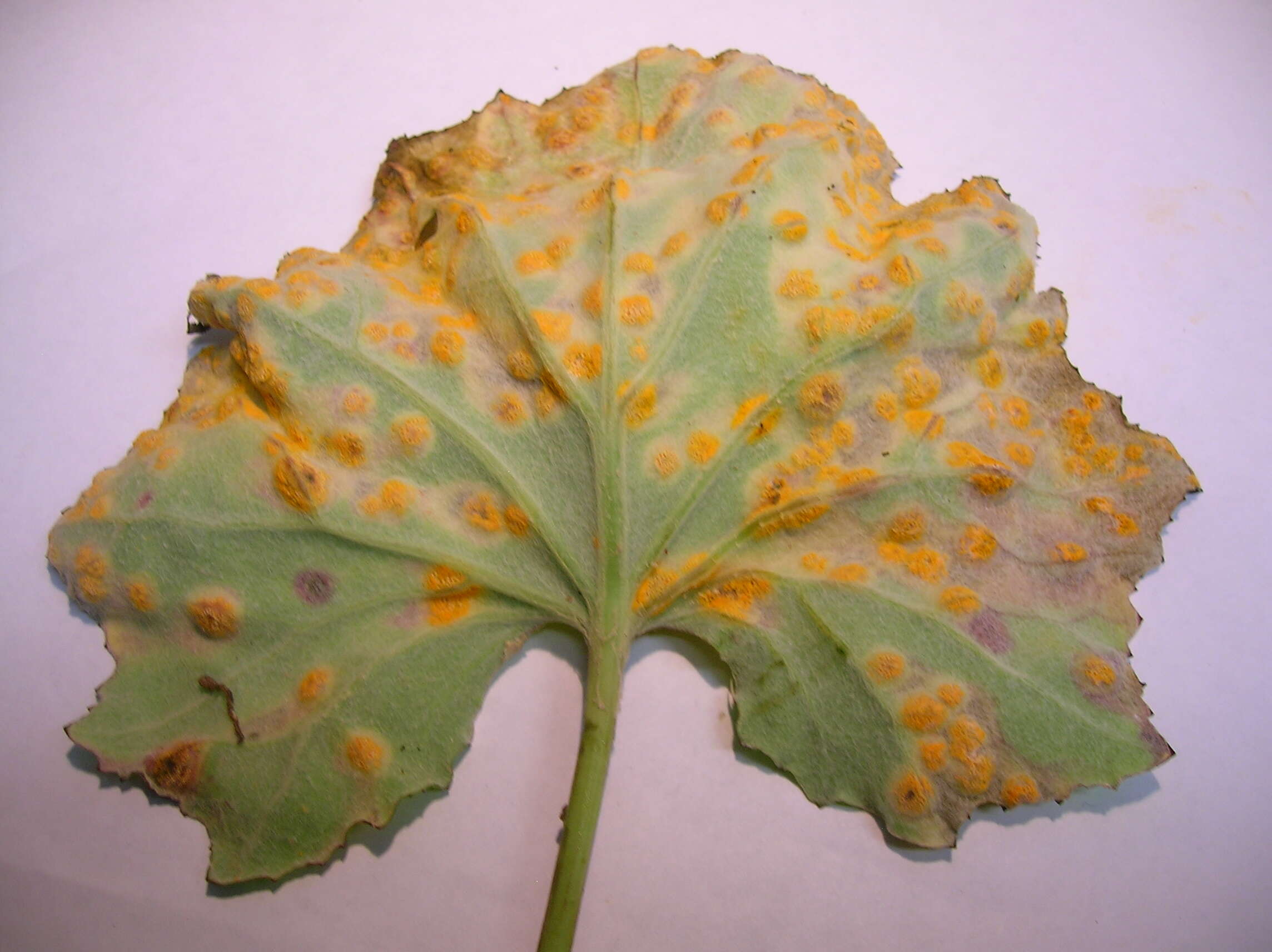 Image of Puccinia poarum Nielsen 1877