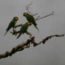 Image of Yellow-eared Conure