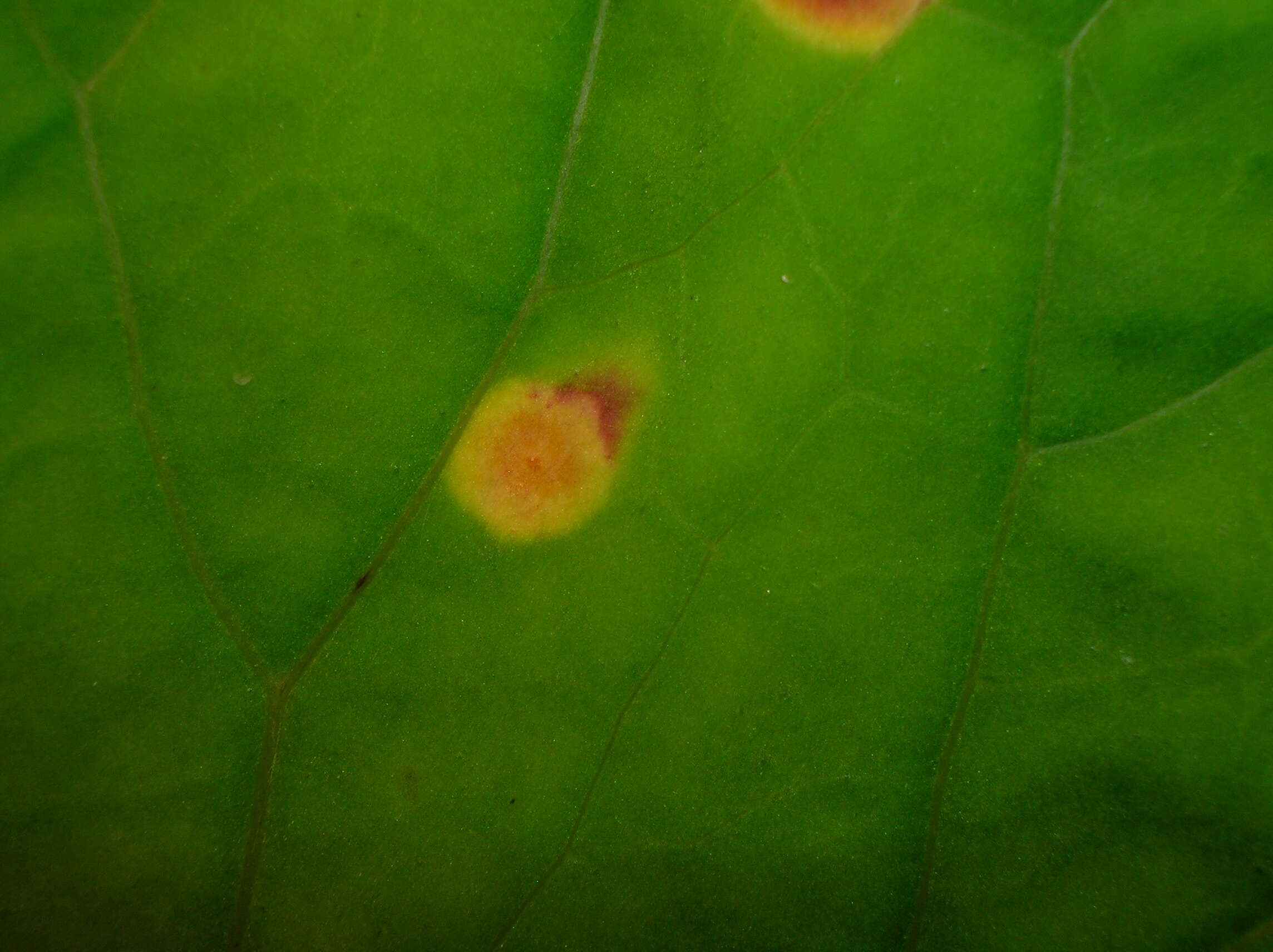 Image of Puccinia poarum Nielsen 1877