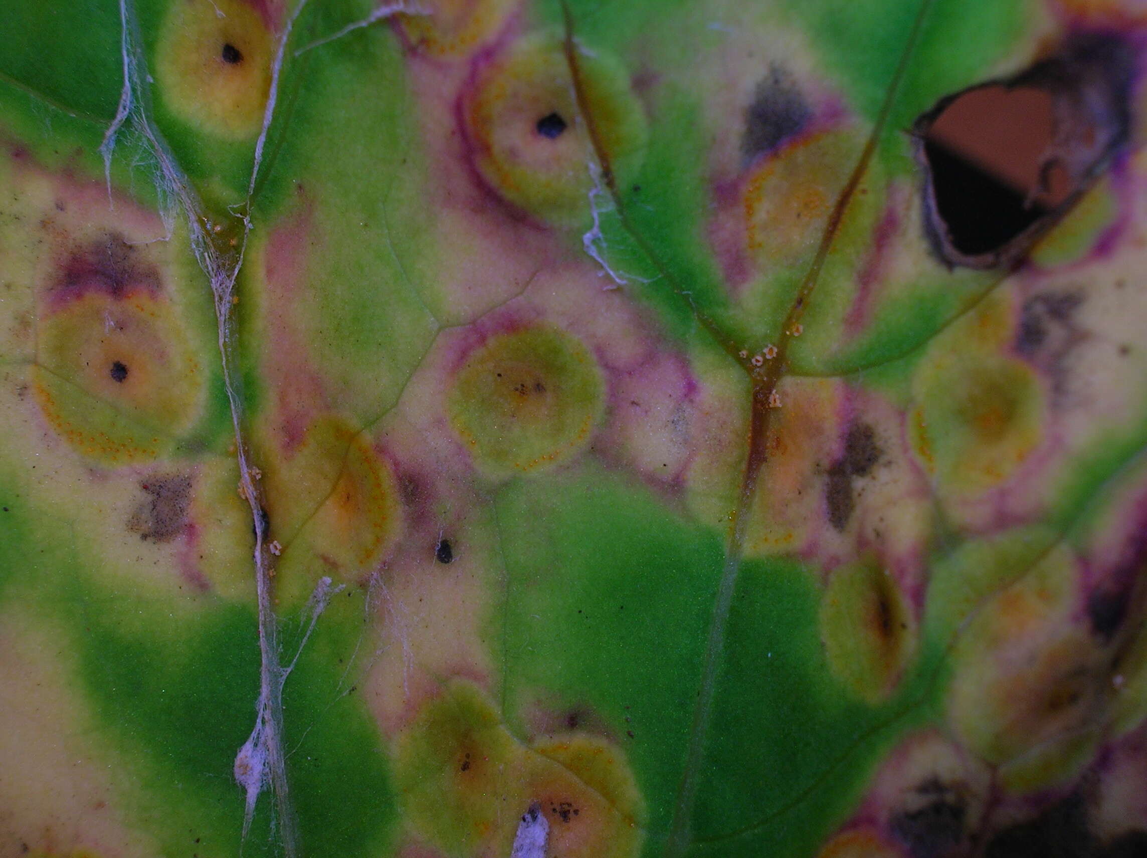 Imagem de Puccinia poarum Nielsen 1877