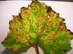 Imagem de Puccinia poarum Nielsen 1877