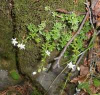 Image of Sedum monregalense Balbis