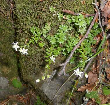 Image of Sedum monregalense Balbis