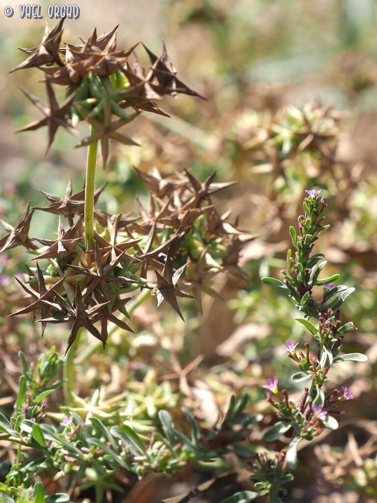 Imagem de Damasonium alisma Mill.