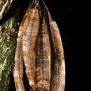 Sivun Aristolochia amara (Aublet) O. Poncy kuva