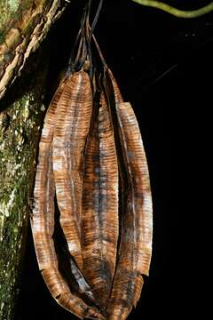 صورة Aristolochia amara (Aublet) O. Poncy