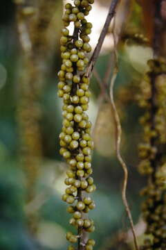 Image of black pepper