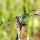 Image of Bar-winged Skimmer