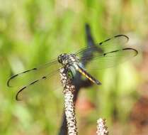 Image of Bar-winged Skimmer