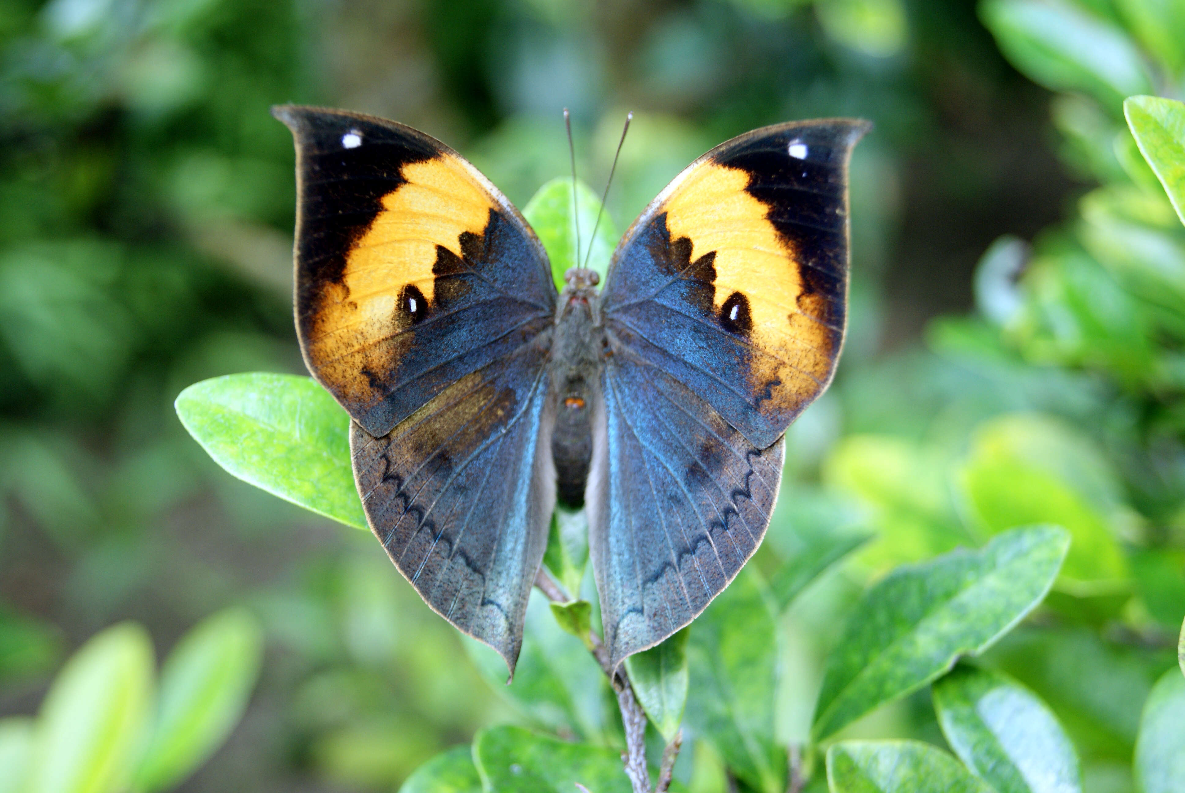 Kallima inachus Boisduval 1836 resmi