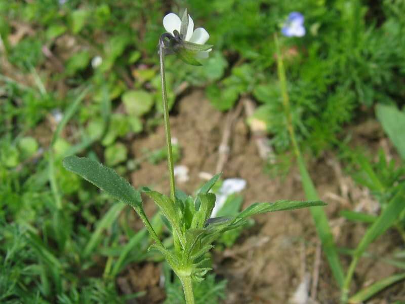 Слика од Viola arvensis Murray