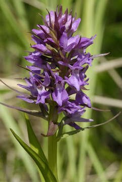 Image of Coeloglossum