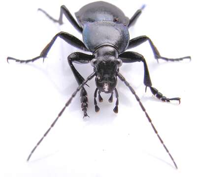 Image of Violet Ground Beetle