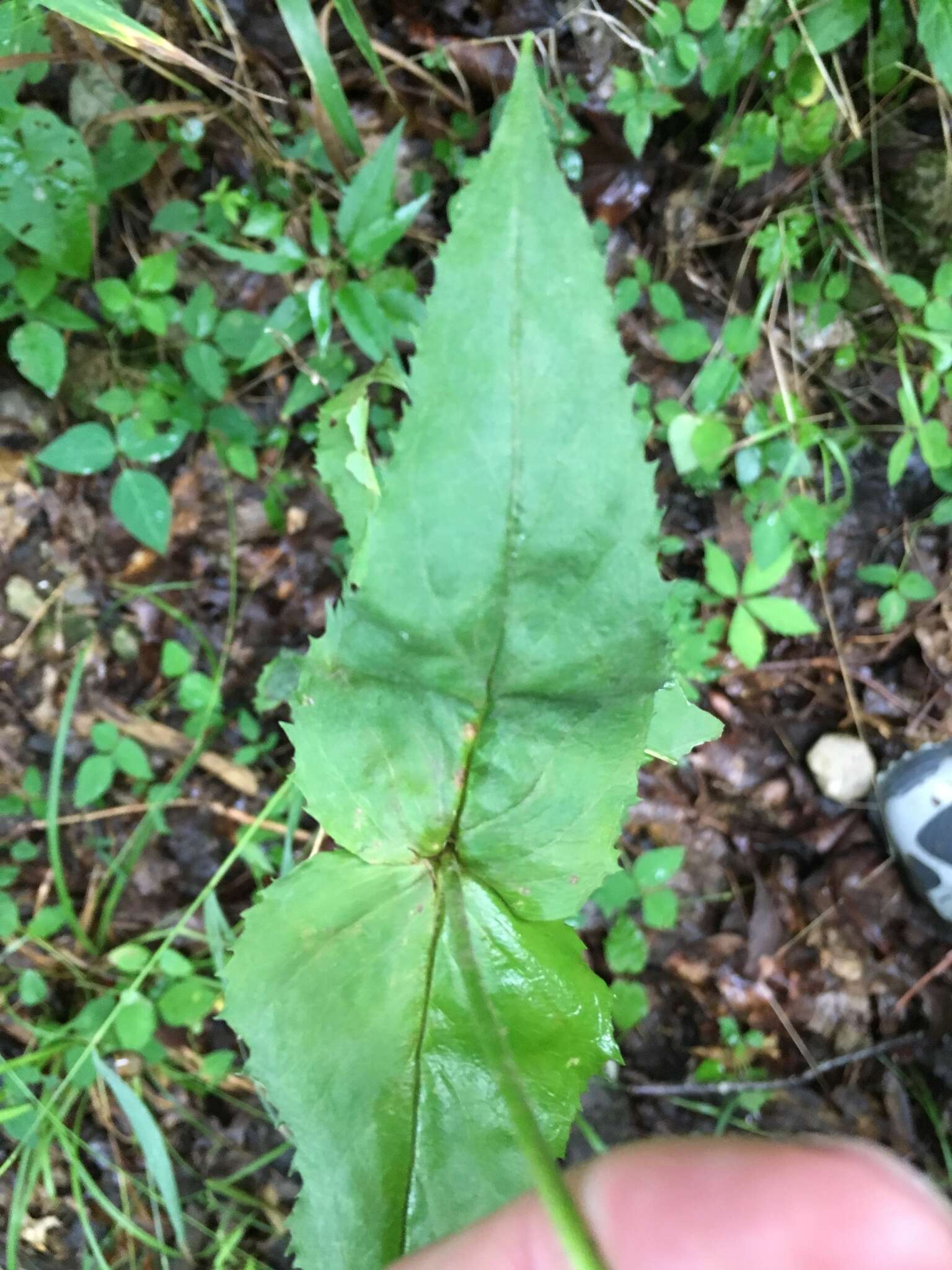 Image of Kral's beardtongue