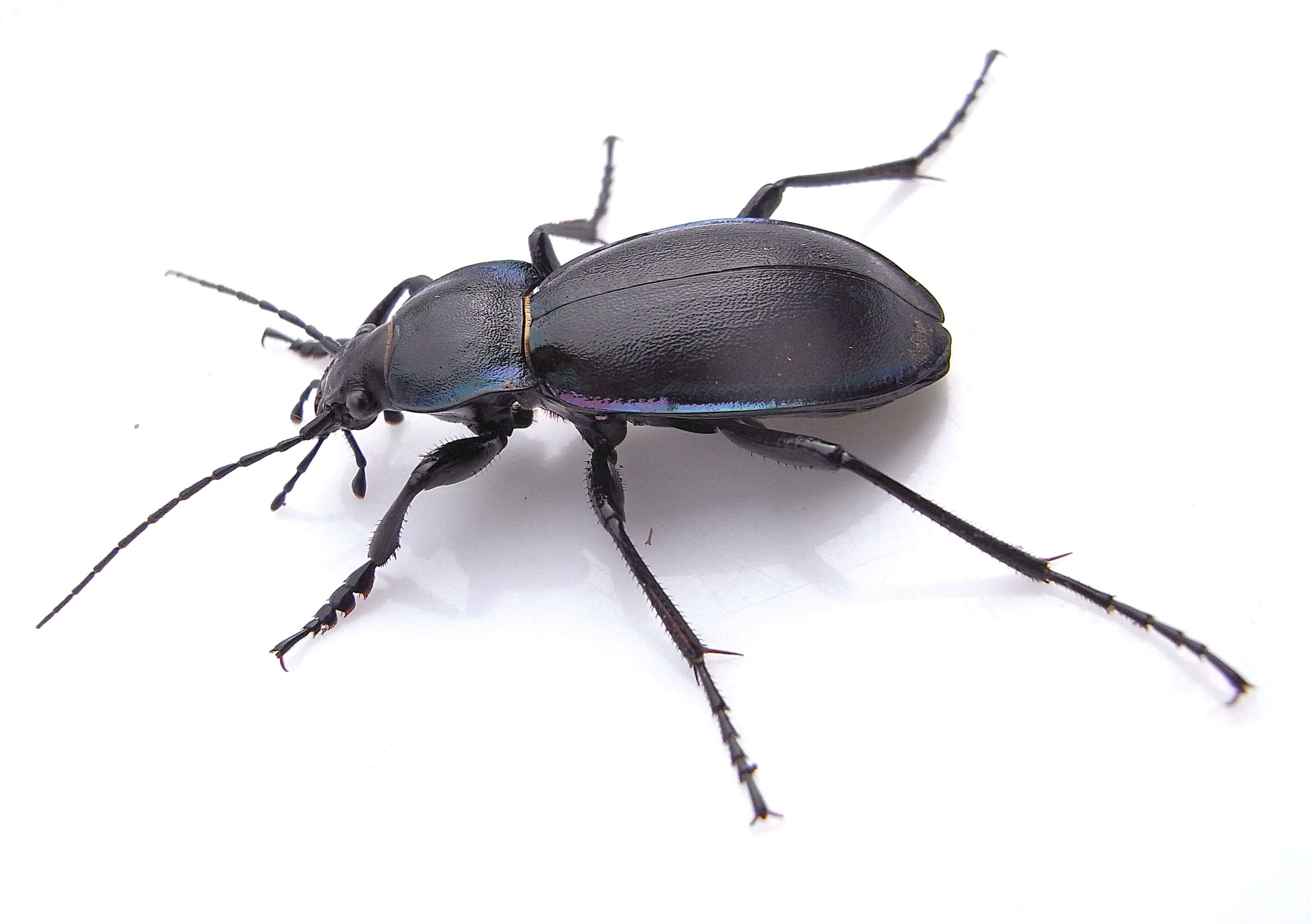 Image of Violet Ground Beetle