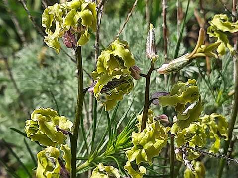 Image de Matthiola caspica (N. Busch) Grossh.