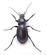 Image of Violet Ground Beetle