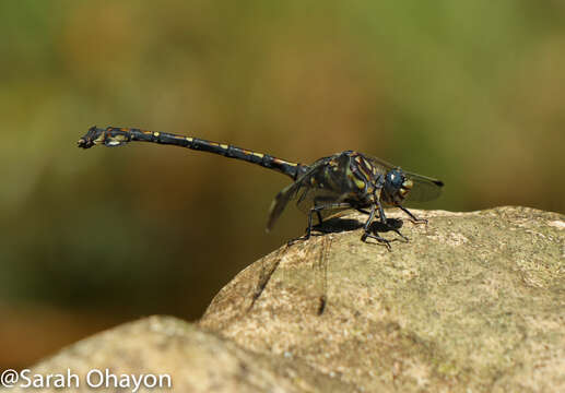 Imagem de Ceratogomphus triceraticus Balinsky 1963