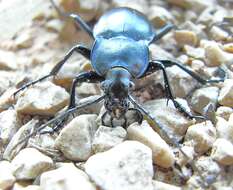 Image of Carabus (Oreocarabus) glabratus Paykull 1790