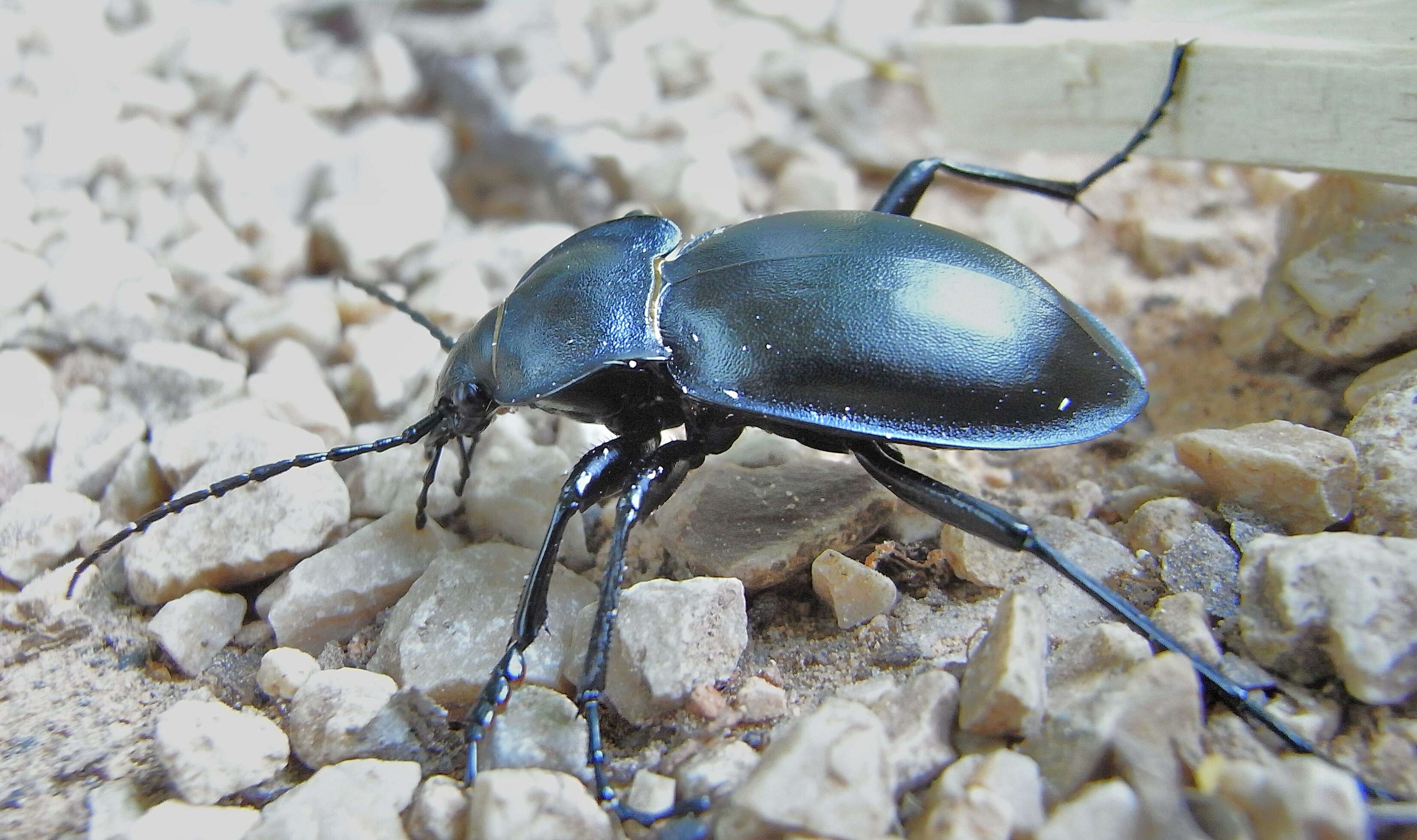 Image of Carabus (Oreocarabus) glabratus Paykull 1790