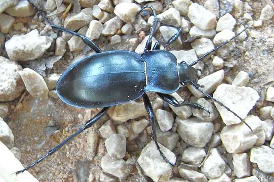 Image of Carabus (Oreocarabus) glabratus Paykull 1790