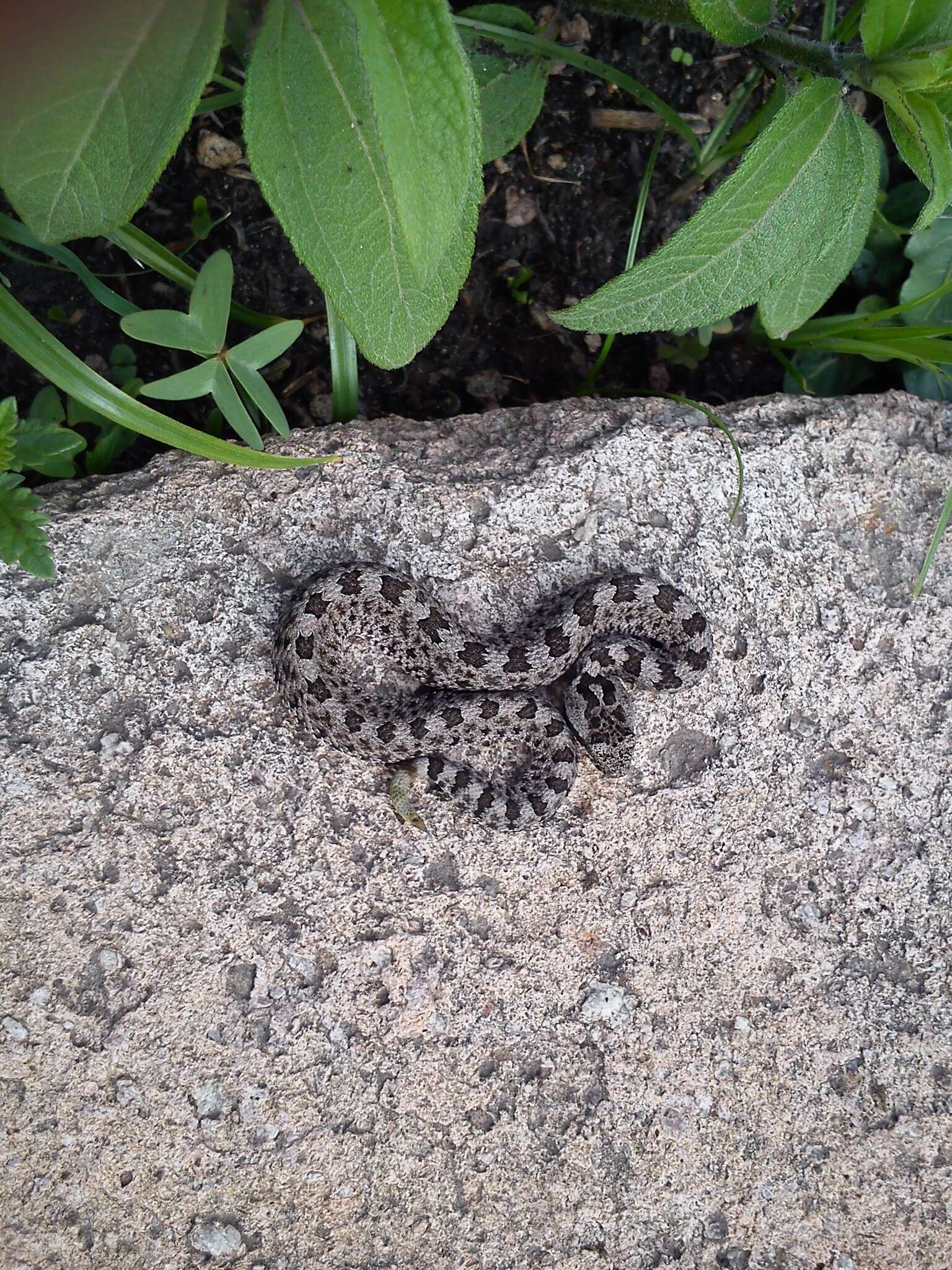 Image of Querétaro dusky rattlesnake