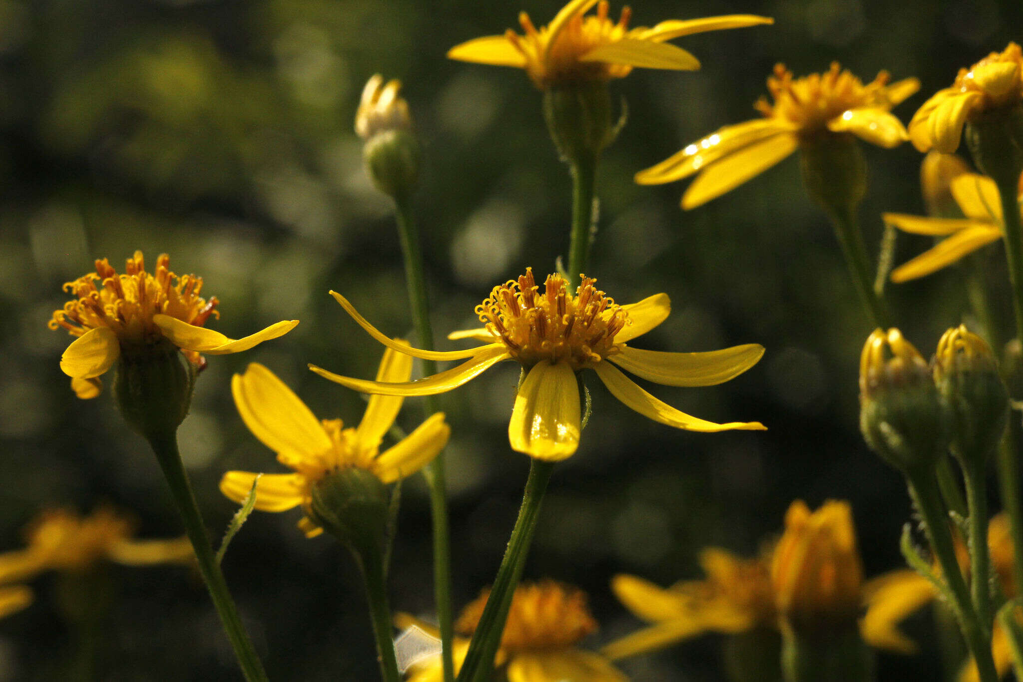 Imagem de Senecio nemorensis L.