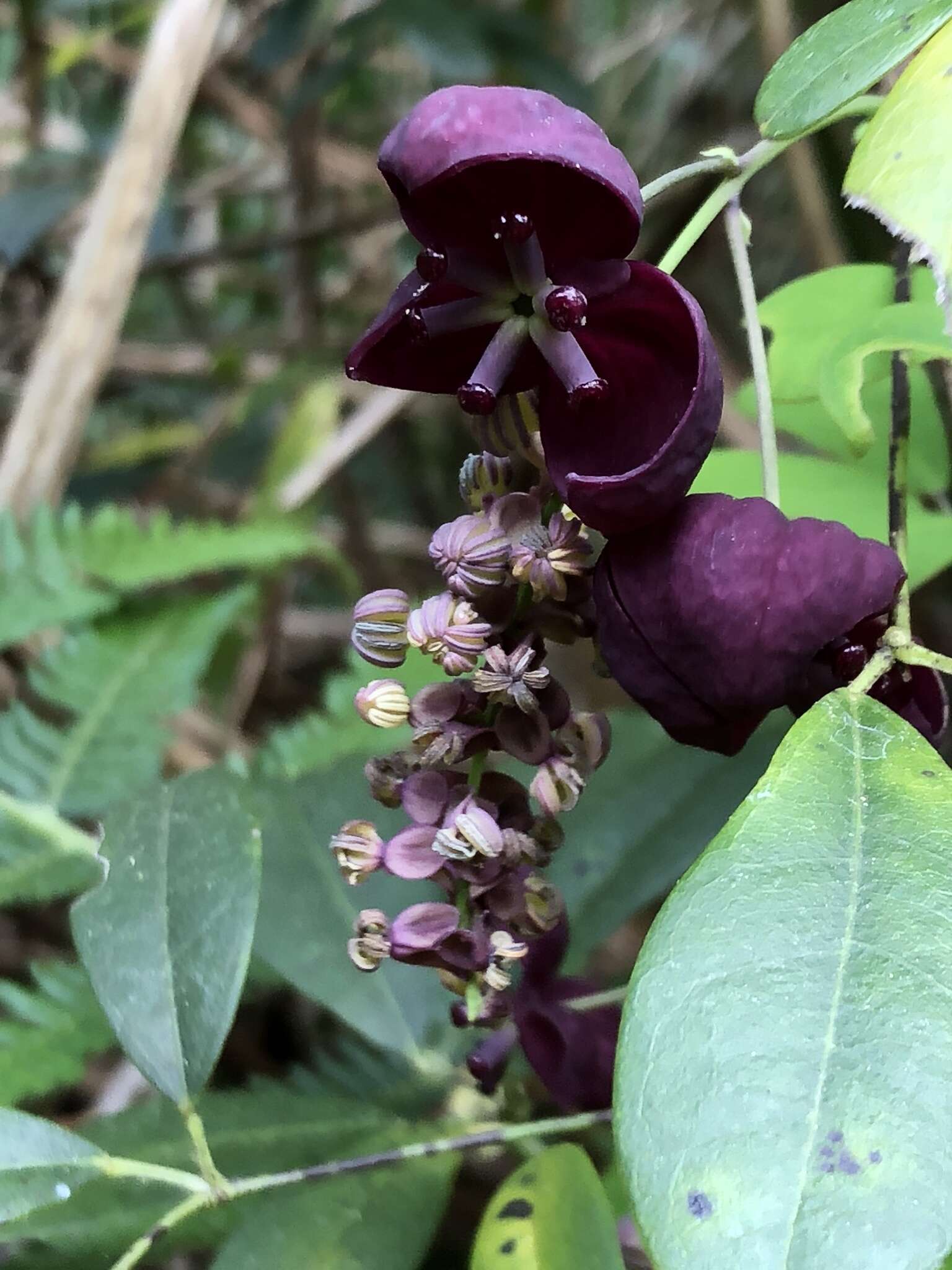 Imagem de Akebia longeracemosa Matsum.