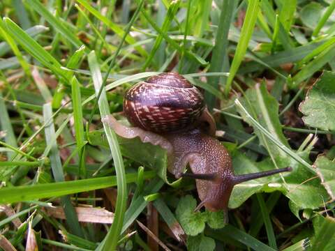 Image of Copse Snail