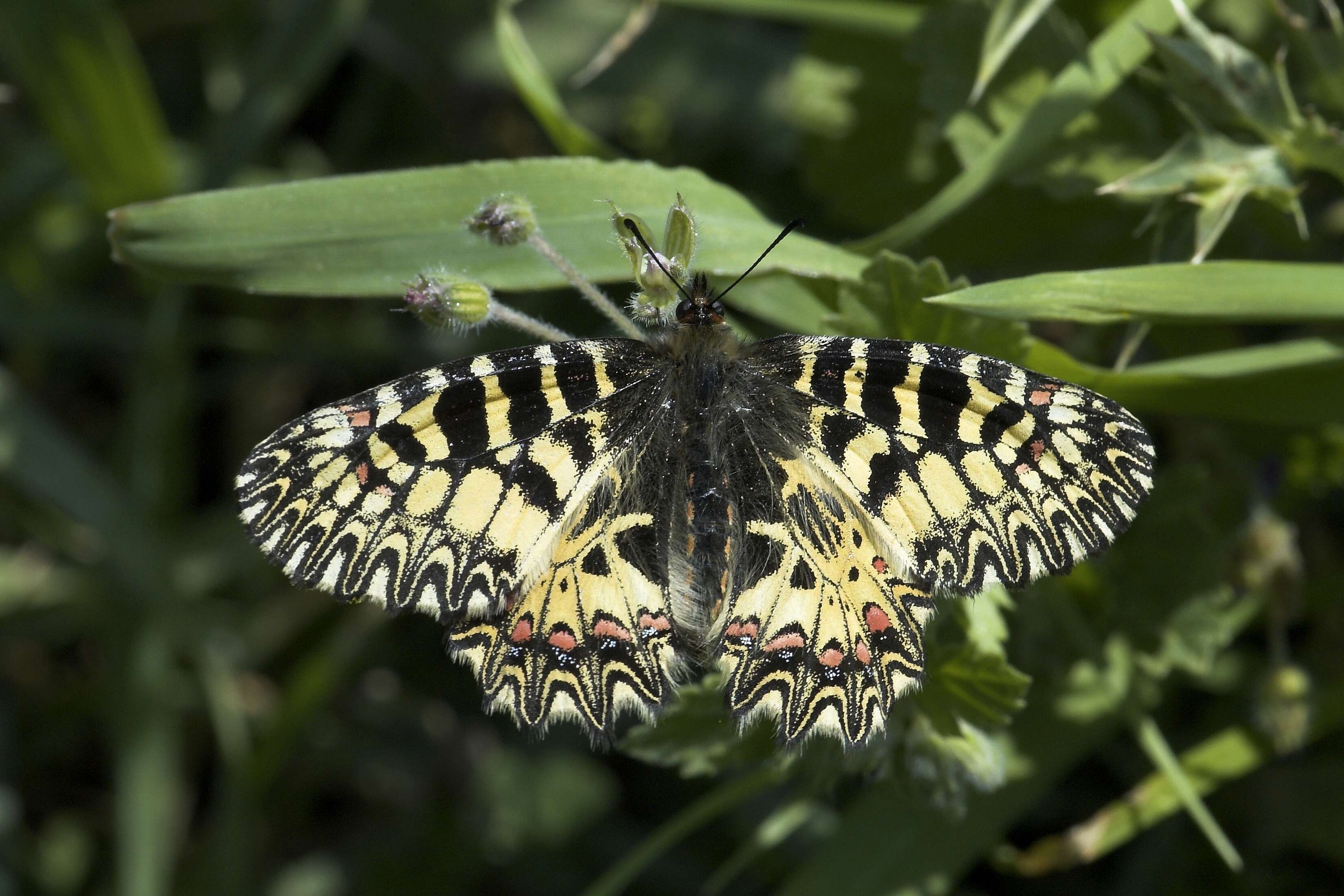 Image of Zerynthia polyxena